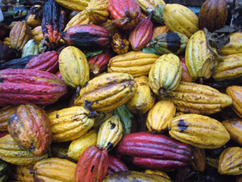 Le bon cacao, une denrée rare?