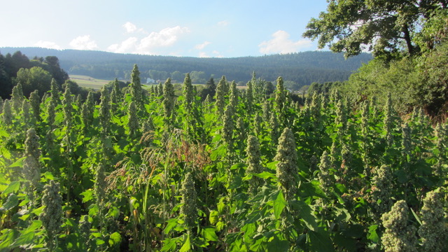Du QUINOA au Val de Ruz – Neuchâtel