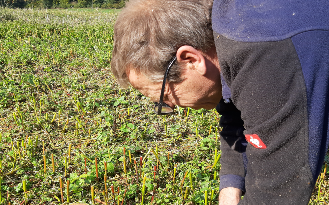 Moisson du Sarrasin 2020