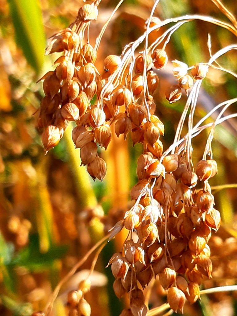 MIllet au champ oct.21