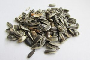 Graines de tournesol